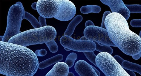 Classification-Of-Microorganisms1.jpg